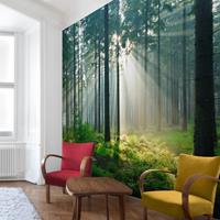 Bilderwelten Vliestapete - Enlightened Forest - Fototapete Quadrat Größe HxB: 240cm x 240cm