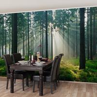 Bilderwelten Vliestapete - Enlightened Forest - Fototapete Breit Größe HxB: 190cm x 288cm