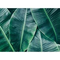 living walls Fotobehang Designwalls Banana Leaves 1 (5-delig)