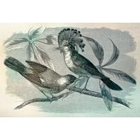 A.S. CREATIONS A.s.creations - Fototapete vintage birds1 DD110431 Livingwalls Walls by Patel Vliestapete Beige Blau Creme Grau Grün Schwarz - Beige, Blau, Creme,
