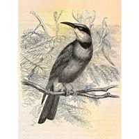 A.S. CREATIONS A.s.creations - Fototapete vintage birds2 DD110436 Livingwalls Walls by Patel Vliestapete Beige Creme Grau Schwarz - Beige, Creme, Grau, Schwarz