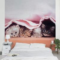 Bilderwelten Kindertapete - Sugar-Sweet - Vlies Fototapete Quadrat Größe HxB: 288cm x 288cm