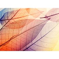 living walls Fotobehang Designwalls Limpid Leaf 1 (5-delig)