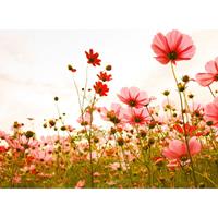 living walls Fotobehang Designwalls Flower Meadow 1 (5-delig)