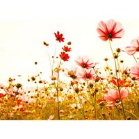 living walls Fotobehang Designwalls Flower Meadow 2 (5-delig)