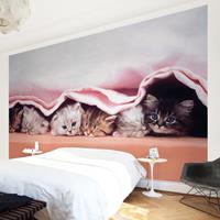 Bilderwelten Kindertapete - Sugar-Sweet - Vlies Fototapete Breit Größe HxB: 255cm x 384cm