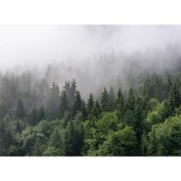 living walls Fotobehang Designwalls Foggy Fir Trees (5-delig)