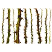 A.S. CREATIONS A.s.creations - DD117865 BlurredThorns1 Atelier 47 fototapete natur 270 x 400 cm (4 Teile) Fototapeten Online-Shop - Grün, Weiß