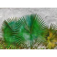 living walls Fotobehang Designwalls Agave Leaves (5-delig)