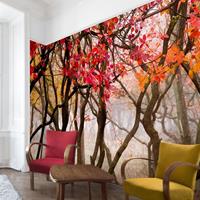 Bilderwelten Fototapete Wald - Japan im Herbst - Vliestapete Breit Größe HxB: 225cm x 336cm