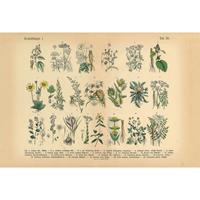 A.S. CREATIONS A.s.creations - DD109065 MedicalPlant AP Digital 4 fototapete blumen 270 x 400 cm (4 Teile) Online Fototapeten bestellen - Beige / Crème, Grün