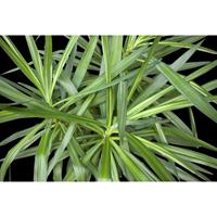 A.S. CREATIONS A.s.creations - DD109150 JunglePlant1 AP Digital 4 fototapete natur 270 x 400 cm (4 Teile) Fototapeten Online-Shop - Grün, Schwarz / Anthrazit