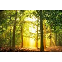 A.S. CREATIONS DD109235 HiddeninPlain AP Digital 4 fototapete wald baum natur 270 x 400 cm (4 Teile) Fototapeten Online-Shop - Gelb, Grün