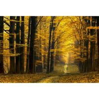 A.S. CREATIONS A.s.creations - DD109250 DestinyUnknown AP Digital 4 fototapete wald baum natur 270 x 400 cm (4 Teile) Fototapeten bei BRICOFLOR kaufen - Gelb,