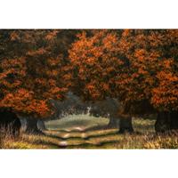 A.S. CREATIONS A.s.creations - DD109270 LDG AP Digital 4 fototapete wald baum natur 270 x 400 cm (4 Teile) Fototapeten online entdecken - Grün, Orange / Terrakotta