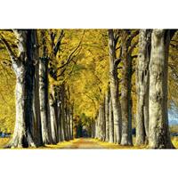 A.S. CREATIONS A.s.creations - DD109280 RoomWithAView AP Digital 4 fototapete wald baum natur 270 x 400 cm (4 Teile) Online Fototapeten bestellen - Braun, Gelb