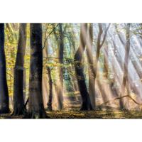 Architects Paper Fotobehang The Enchanted Forest (set, 4-delig)