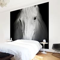 Bilderwelten Vliestapeten - Dream of a Horse - Pferd Fototapete Quadrat Größe HxB: 240cm x 240cm