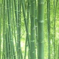 A.S. CREATIONS Bambus-Tapete Grün 93871-8 | tropische Tapete smagragdgrün mit Bambus 938718 | asiatische Papiertapete Bambus-Wald für Wohnzimmer und Flur! - Grün