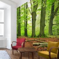 Bilderwelten Fototapete Wald - Mighty Beech Trees - Vliestapete Quadrat Größe HxB: 240cm x 240cm