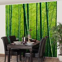 Bilderwelten Fototapete Bambus - Bambuswald - Vliestapete Quadrat Größe HxB: 336cm x 336cm