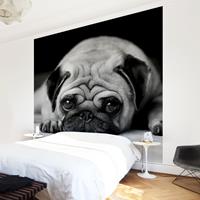 Bilderwelten Kindertapete - Pug Loves You II - Vlies Fototapete Quadrat Größe HxB: 240cm x 240cm