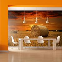 ARTGEIST Fototapete Goldene Äcker cm 250x193 
