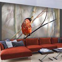 ARTGEIST Fototapete Bullfinch in the forest cm 300x231 