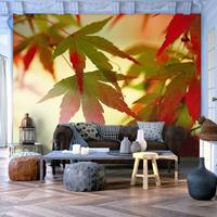 ARTGEIST Fototapete Bunte Blätter im Oktober cm 300x231 