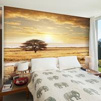 ARTGEIST Fototapete Afrikanische Zebras an der cm 300x231 