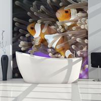 ARTGEIST Fototapete Süße Clownfische cm 250x193 