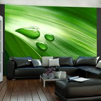 ARTGEIST Fototapete Ein Blatt und drei Wassert cm 250x193 