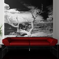 ARTGEIST Fototapete Baum mit Grand Canyon im H cm 300x231 