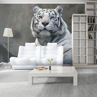 ARTGEIST Fototapete Königstiger im Zoo cm 250x193 