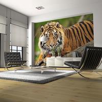 ARTGEIST Fototapete Sumatra Tiger cm 250x193 