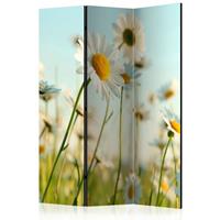 ARTGEIST 3teiliges Paravent Daisies spring cm 135x172 