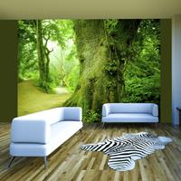 ARTGEIST Fototapete Waldweg cm 300x231 