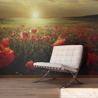 ARTGEIST Fototapete Morning on the poppy meado cm 450x270 