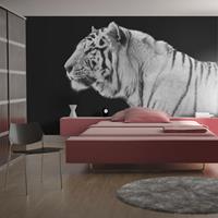 ARTGEIST Fototapete Weißer Tiger cm 300x231 