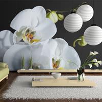 ARTGEIST Fototapete Phalaenopsis cm 450x270 