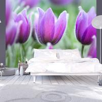 ARTGEIST Fototapete Lila Tulpen im Frühling cm 250x193 
