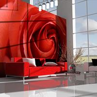 ARTGEIST Fototapete Awakening rose cm 300x231 