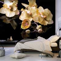 ARTGEIST Fototapete Orchids in ecru color cm 250x193 