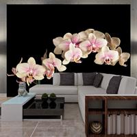 ARTGEIST Fototapete Blühende Orchideen auf du cm 300x231 