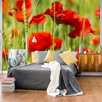 ARTGEIST Fototapete Klatschmohn im Weizen cm 250x193 
