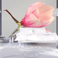 ARTGEIST Fototapete Einsame Magnolienblüte cm 250x193 