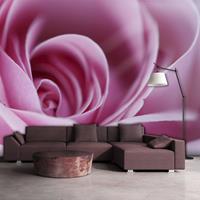 ARTGEIST Fototapete Rosa Rosa cm 250x193 