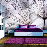 ARTGEIST Fototapete Pusteblume im Morgentau cm 300x231 