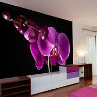 ARTGEIST Fototapete elegant Orchidee cm 250x193 