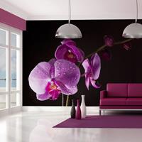 ARTGEIST Fototapete stilvoll Orchidee cm 250x193 